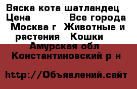 Вяска кота шатландец › Цена ­ 1 000 - Все города, Москва г. Животные и растения » Кошки   . Амурская обл.,Константиновский р-н